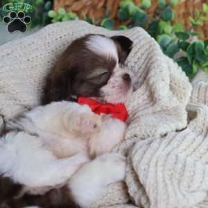 Gus (Mini), Shih Tzu Puppy